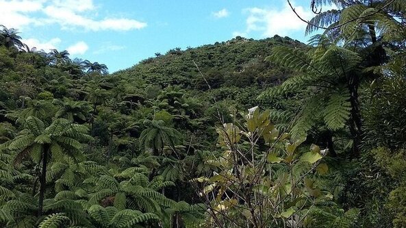 Waiotahi – Karaka Loop