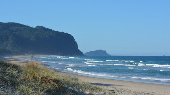 Opoutere Beach and Forest Walk