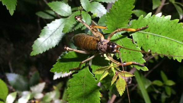Night Walk with AOEC