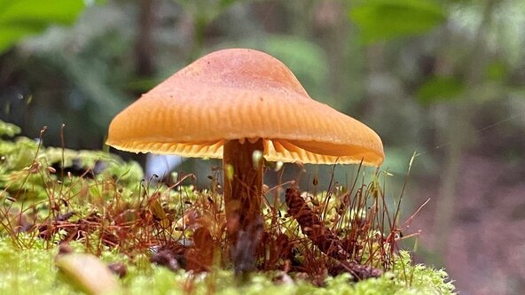 Aongatete Forest Project Fungi Walk