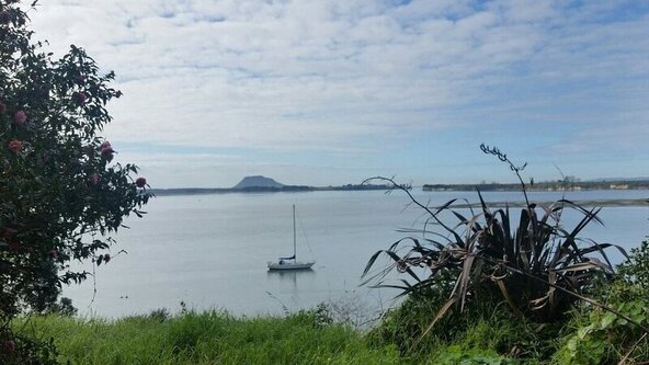  Omokoroa Shoreline Bird Walk