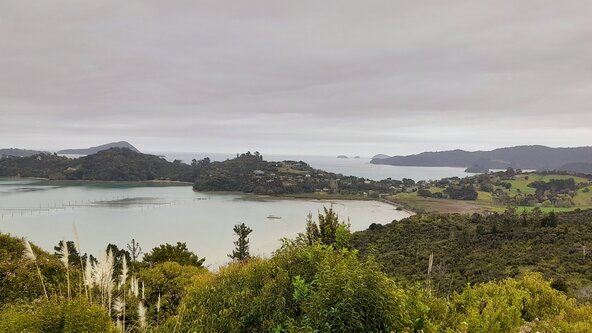 Kauri Walk Coromandel