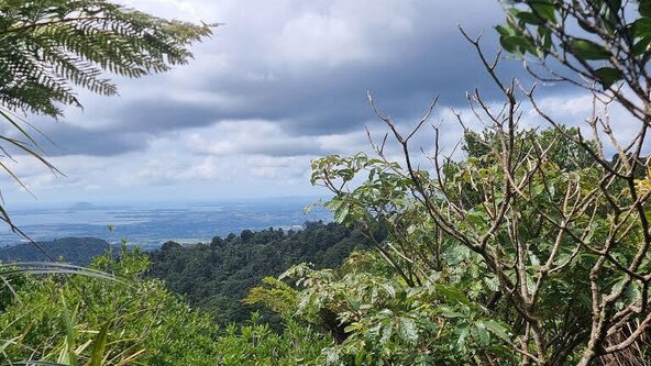   TECT Park Native Tunnel Walk - Native Tree Identification walk
