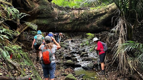 Waihi Stream Walk