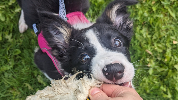 Puppy Class May