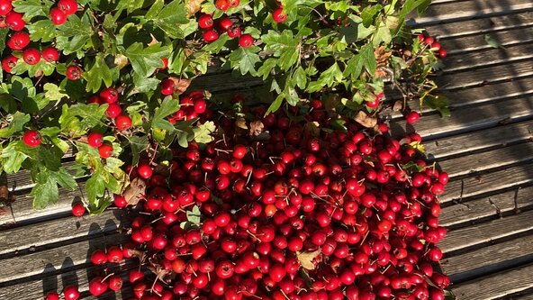 Cosy Homes, Foraging and Fermenting Workshop - Clutton