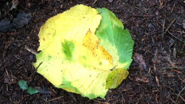 Nature, Craft, Connection - Taster Session