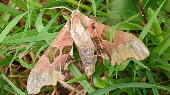 Moths and Muffins