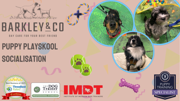 Puppy Playskool - Saturday Socials 