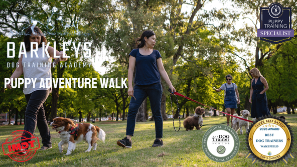 Puppy Adventure Walk