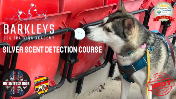 Silver Scent Detection Course 