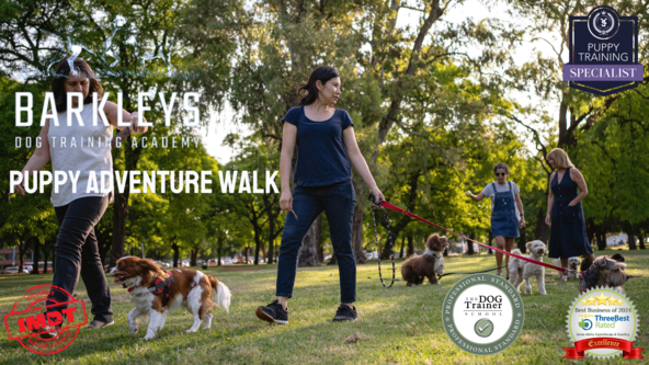 Puppy Adventure Walk