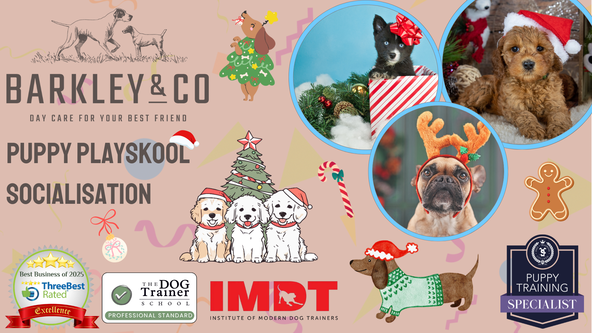 🎅🏻 Christmas Puppy Playskool - Saturday Socials 🎄