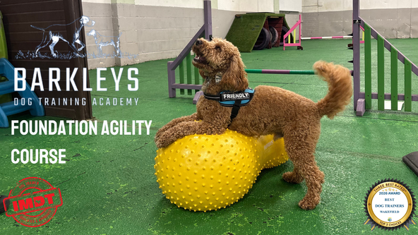 🏃Foundation Agility Course - Wakefield
