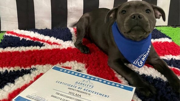 Puppy Behaviour Class - Wakefield