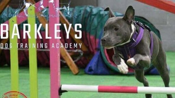 Taster Agility Workshop - Wakefield