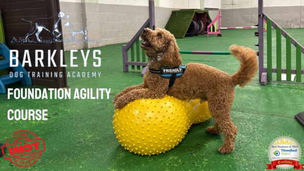 Foundation/Intermediate Agility