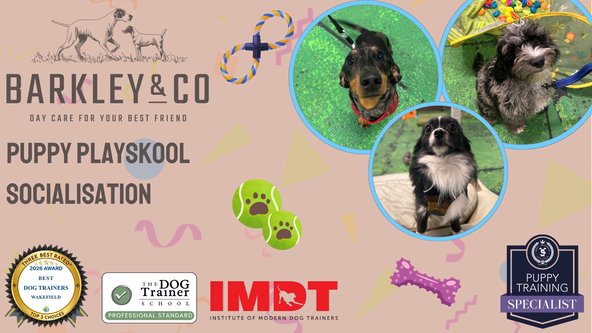 Puppy Playskool - Saturday Socials 