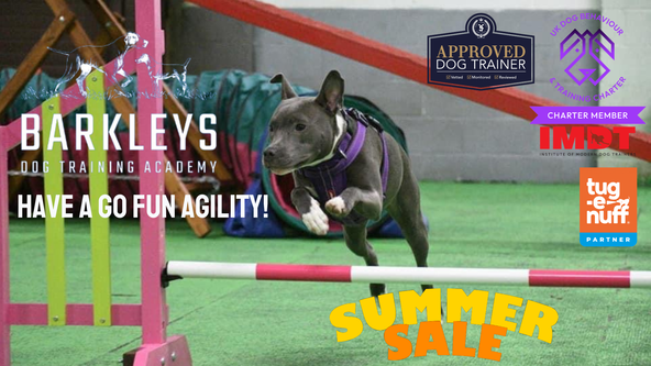 🏃☀️🐶 Have A Go Fun Agility 🏃☀️🐶