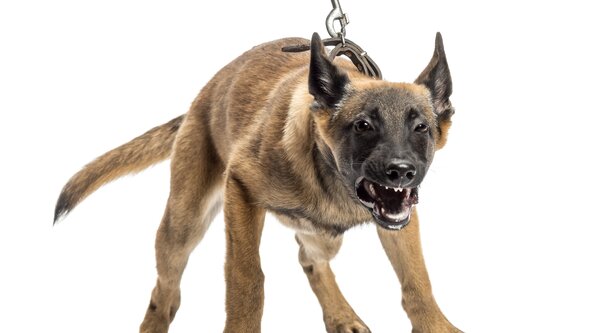 Leash Reactive - Virtual Class