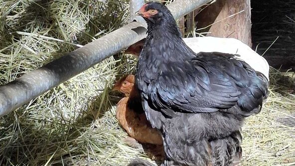 Huhn & Hahn in der tiergestützten Intervention