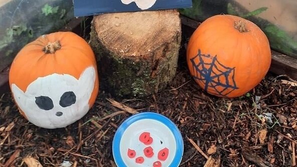 Pumpkin Pick at Spencers Retreat