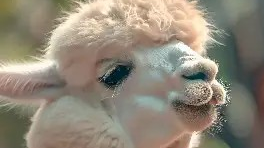 Alpaca Walking 