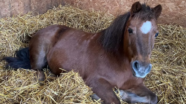 Happy Hooves, Happy Hearts- Horse care