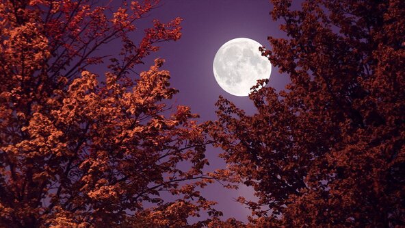 🌕 🍂 Full Moon Autumn Yoga & Gong Bath Meditation 🍂🌕