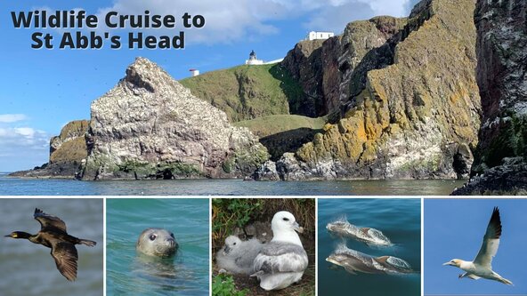 Wildlife Cruise to St Abb's Head