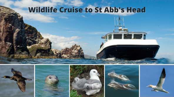 Wildlife Cruise - Eyemouth to St Abb's Head