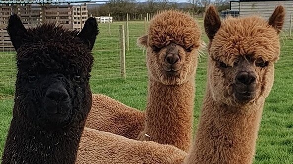 SEND Dreamacre Farm @ Aldbrough