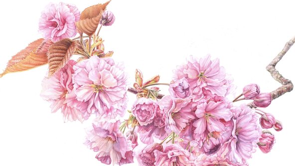 Finding your voice, A Botanical Art Retreat in Kilkenny with Mary Dillon