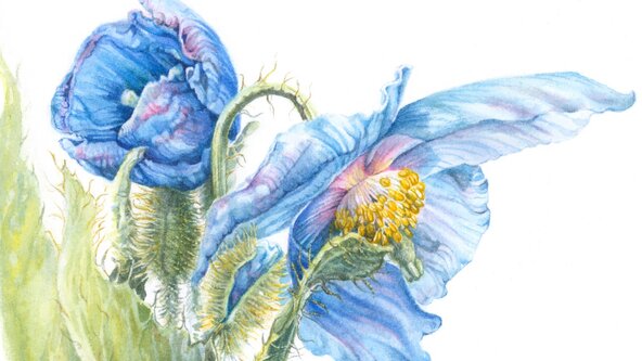 Botanical Art Retreat, The Wilds, Newfoundland, Canada