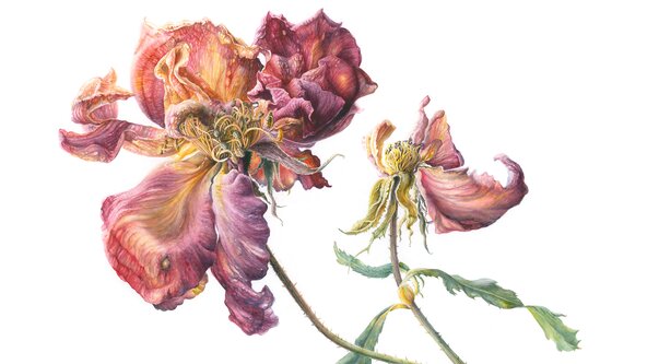 Finding Your Voice, A Botanical Art Retreat in Kilkenny, Ireland with Mary Dillon