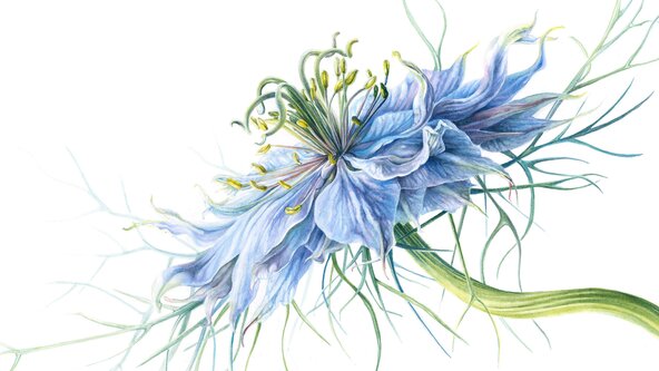 The Living Desert...Botanical Blooms from the South West Botanical Art Workshop
