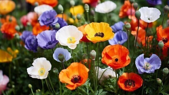 Kids' Crafting at the Courthouse Session 1 