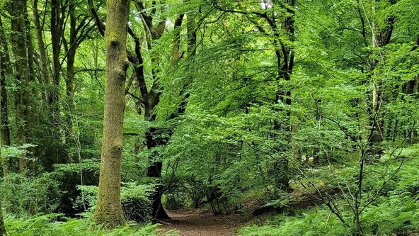 Yoga Walk June 2025