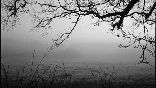 Qigong: Calm & Grounding - online weekly class