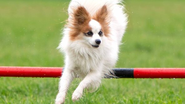 8th August  - K9Brats independent Agility Show