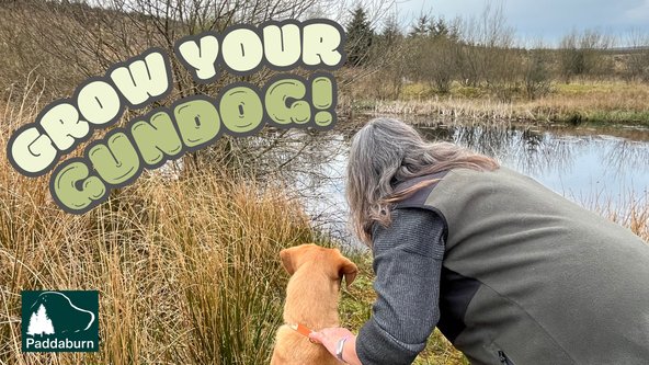 Grow Your Gundog!
