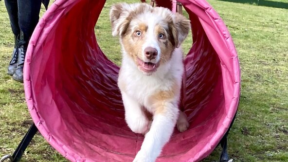 Puppy Activity Session