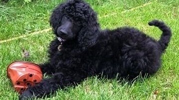 VIP Puppy Course