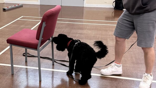 Scentwork Starters Course