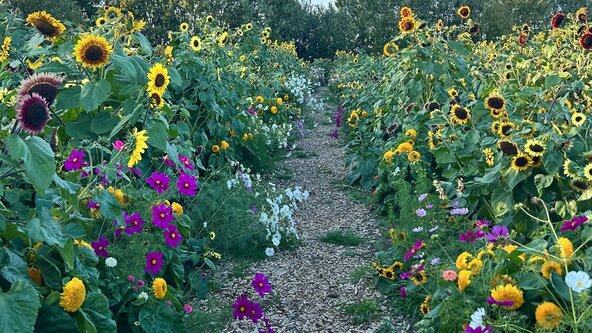 Flower gathering and informal arranging