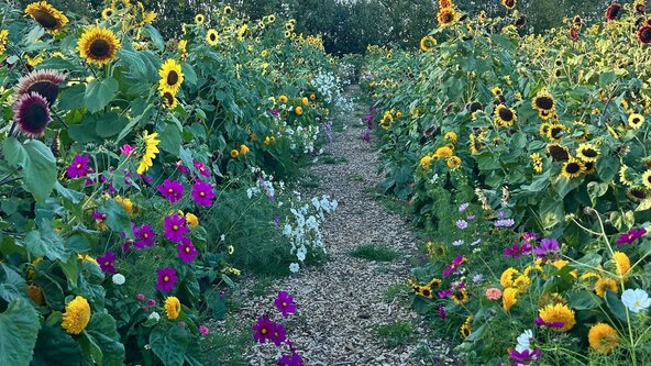 Mindfulness in nature workshop
