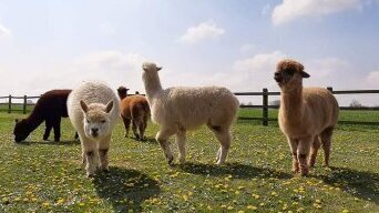 Mindfulness workshop