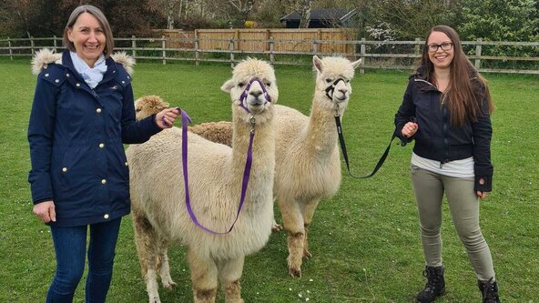 Alpaca experience