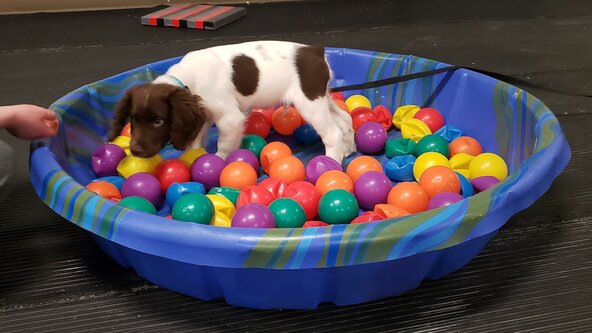 Puppy Foundations 6 weeks