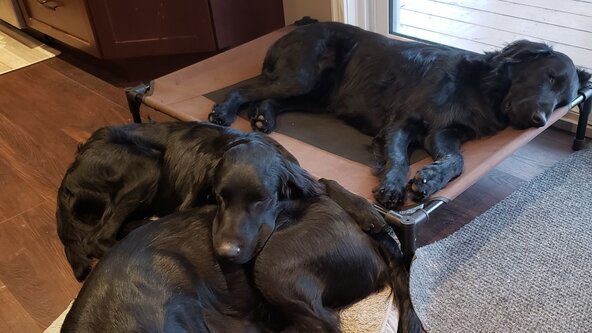 Reactive Dog Seminar